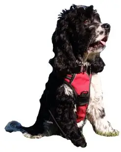 A Chester tag holder